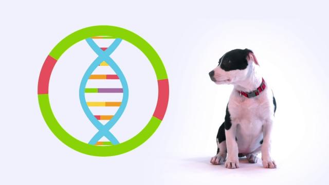 Raccolta DNA canino contro l'abbandono delle deiezioni