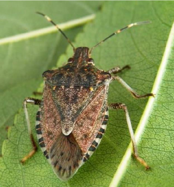 cimice-asiatica